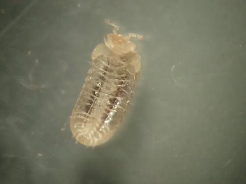 Geoglomeris sp.